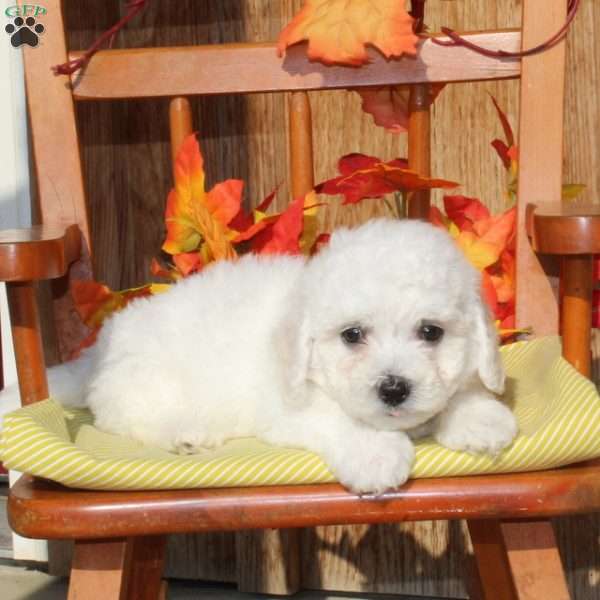 Milton, Bichon Frise Puppy